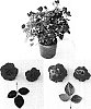 Rosa%20hybrida%20%27Evera%20118%27