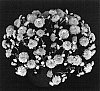 Chrysanthemun%20x%20morifolium%20%27Yomia%27