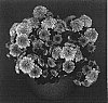 Chrysanthemum%20x%20morifolium%20%27Lovely%20Yocheryl%27