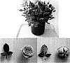 Rosa%20hybrida%20%27Evera%20121%27