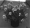Nemesia%20x%20hybrida%20%27Fleurame%27
