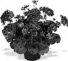 Pelargonium%20x%20hortorum%20%27Duemellina%27