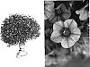 Calibrachoa%20sp.%20%27Wescasal%27