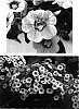 Calibrachoa%20sp.%20%27Wescamagno%27