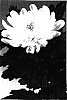 Chrysanthemum%20morifolium%20%27Ceregina%20White%27