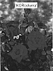 Rosa%20hybrida%20%27KORcoluma%27