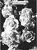 Rosa%20hybrida%20%27KORquelda%27
