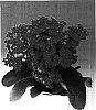 Kalanchoe%20blossfeldiana%20%27Red%20Wood%27