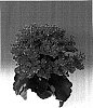 Kalanchoe%20blossfeldiana%20%27Mount%20Rushmore%27