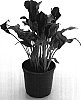 Zantedeschia%20Spreng.%20%27Captain%20Reno%27