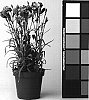 Dianthus%20caryophyllus%20%27CFPC%20Lambada%27