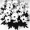 Chrysanthemum%20morifolium%20%27Bridal%20Time%27