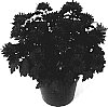 Chrysanthemum%20morifolium%20%27Midnight%20Time%27