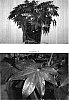 Schefflera%20arboricola%20%27Fan%27