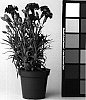 Dianthus%20caryophyllus%20%27CFPC%20Lani%27