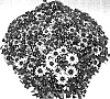 Chrysanthemum%20morifolium%20%27Corhellas%27