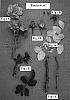 Rosa%20hybrid%20%27Poulcy010%27