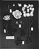 Rosa%20hybrida%20%27POULdom%27