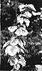 Davidia%20involucrata%20%27Aya%20Nishiki%27