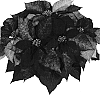Euphorbia%20pulcherrima%20%27Dueprempica%27