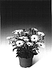 Osteospermum%20ecklonis%20%27Osjamwhit%27