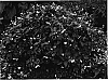 Impatiens%20walleriana%20x%20Impatiens%20pseudoviola%20%27Butly%20Cher%27