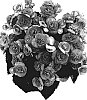 Begonia%20x%20hiemalis%20%27Bbtosca%27