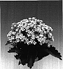 Kalanchoe%20blossfeldiana%20%27White%20Sands%27