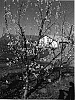 Prunus%20persica%20%27Mesembrine%27