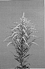 Solidago%20sp.%20%27Dansolwind%27