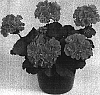 Pelargonium%20%20x%20hortorum%20%27Candy%20Rose%20Splash%27