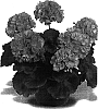 Pelargonium%20x%20hortorum%20%27Maestro%20Salmon%27