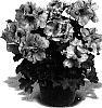Pelargonium%20domesticum%20%27Elegance%20LightLavender%20Splash%27