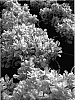 Berberis%20%27Tiny%20Gold%27