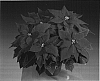 Euphorbia%20pulcherrima%20%27Fiscor%20Electric%27