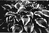 Hosta%20sp.%20%27Atlantis%27