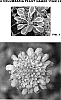 Scabiosa%20columbaria%20%27Pink%20Lemonade%27