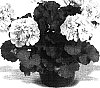 Pelargonium%20x%20hortorum%20%27Maestro%20White%20Splash%27