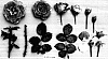 Rosa%20hybrida%20%27JACwypin%27