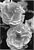 Rosa%20hybrida%20%27NOA97400A%27