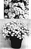 Argyanthemum%20frutescens%20%27Supa606%27