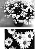 Argyranthemum%20frutescens%20%27Cobwhite%27