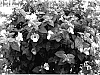 Torenia%20sp.%20%27Dantopuremon%27