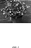 Lantana%20camara%20%27RIVRRED%27