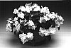 Impatiens%20walleriana%20%27Imtrawhit%27