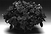 Impatiens%20walleriana%20%27Imtrasalm%27