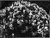 Impatiens%20walleriana%20x%20Impatiens%20pseudoviola%20%27Butly%20Saley%27