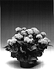 Ageratum%20houstonianum%20%27Agalib%27