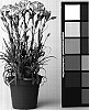 Dianthus%20caryophyllus%20%27CFPC%20Evermore%27