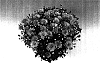 Chrysanthemum%20morifolium%20%27Lipsi%27